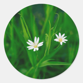 zwei weiße Blumen auf einer grünen Wiese  Magnet Ronde Sticker