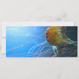 Zwemelen van kwallen