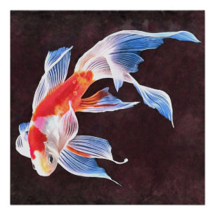 Zwemende Goldfish Realistic Fine Art Perfect Poster