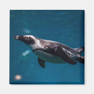 Zwemende pinguïn in de zee. magneet