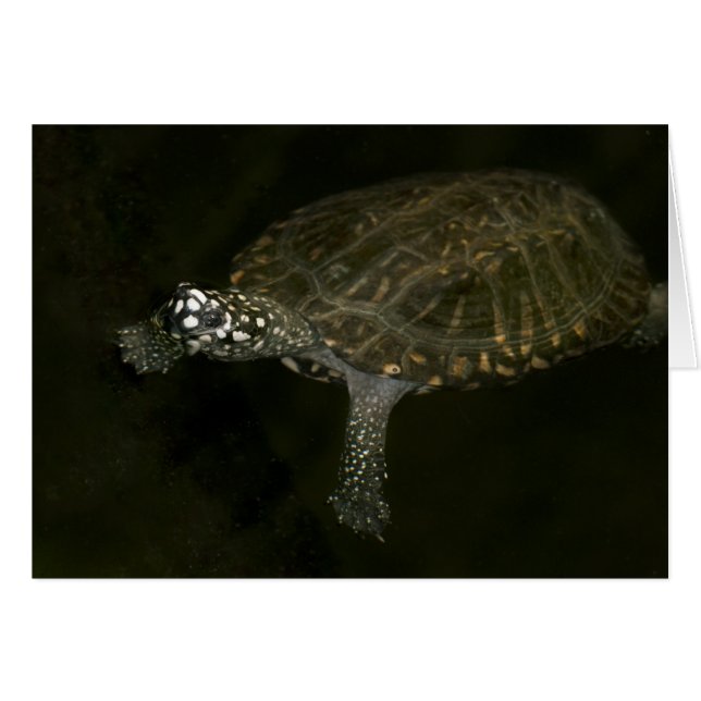 Zwemende Schildpad (Voorkant Horizontaal)