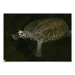 Zwemende Schildpad Foto Afdruk