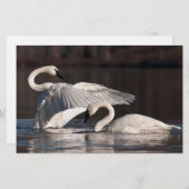 Zwemens Briefpapier (Voorkant / Achterkant)