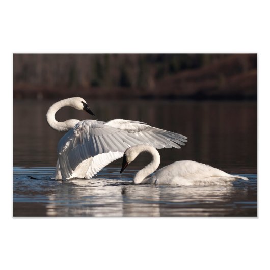 Zwemens Foto Afdruk (Voorkant)