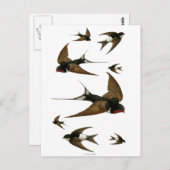 Zwemgen dieren briefkaart (Voorkant / Achterkant)