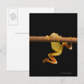 Zwemkikker (Limnonectes Leytensis) Briefkaart (Voorkant / Achterkant)