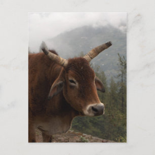 Zwemkoe Briefkaart