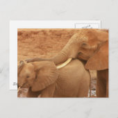 Zwemmen Baby Elephant Briefkaart (Voorkant / Achterkant)
