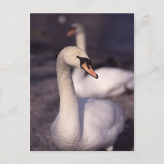 Zwemmen bij het Windermere-meer Briefkaart