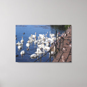 Zwemmen en andere vogels bij het Roath Park Lake C Canvas Afdruk