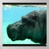 Zwemmen Hippo Poster (Voorkant)