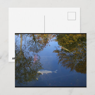Zwemmen in de lucht briefkaart