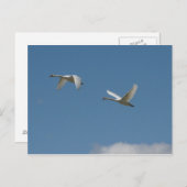 Zwemmen in de vlucht briefkaart (Voorkant / Achterkant)