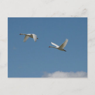 Zwemmen in de vlucht briefkaart