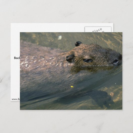 Zwemmen in het Capybara Briefkaart (Voorkant / Achterkant)