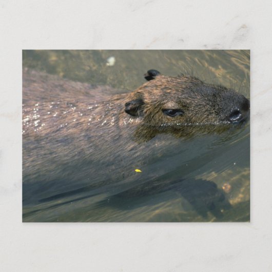 Zwemmen in het Capybara Briefkaart (Voorkant)