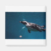 Zwemmen in Pengiun in het Zee. Magneet (Voorkant)