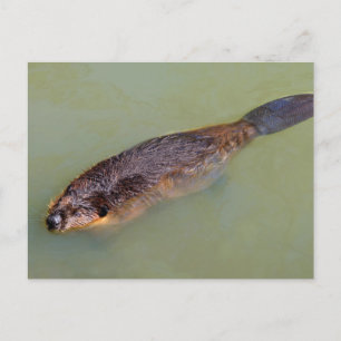 Zwemmen van de Noord-Amerikaanse Beaver Briefkaart