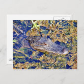 Zwemmen van Gatoruitlijners Briefkaart (Voorkant / Achterkant)