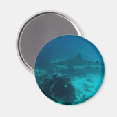 Zwemmen van grijze riffen magneet (Voorkant / Achterkant)