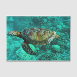 Zwemmen Zee Schildpad in de oceaan wateren met kor Tissuepapier