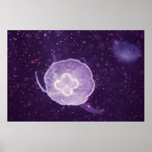Zwemmende kwal poster