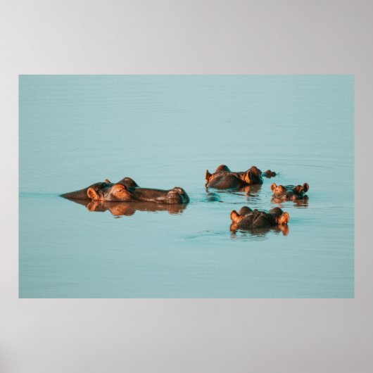 ZWEMMERENDE HIPPOS POSTER (Voorkant)