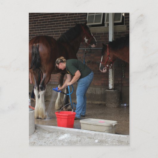 Zwempaarden op de kermis briefkaart (Voorkant)