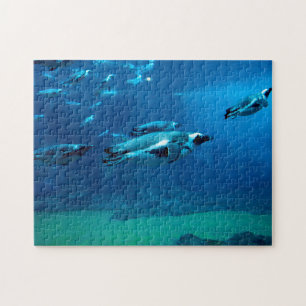 Zwempinguïns, puzzels