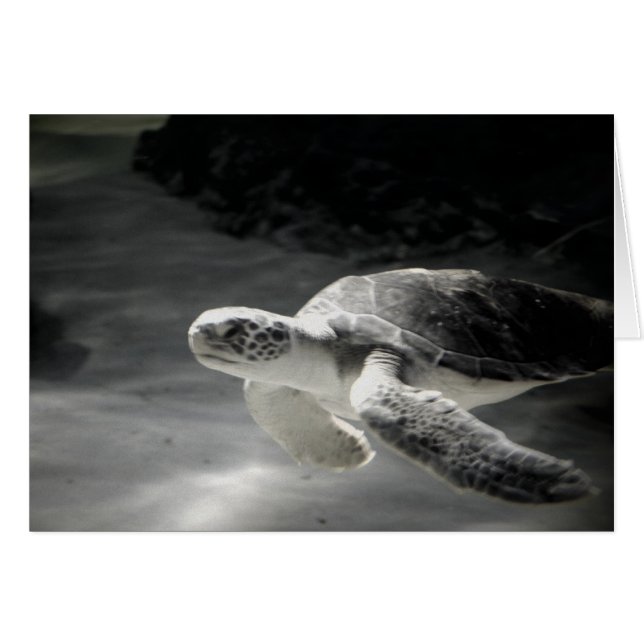 Zwemschildpad (Voorkant Horizontaal)