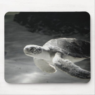 Zwemschildpad Muismat
