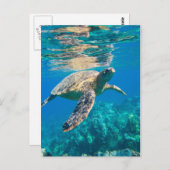 Zwemschildpad Zee Briefkaart (Voorkant / Achterkant)