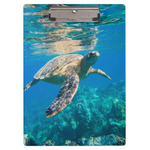 Zwemschildpad Zee Klembord