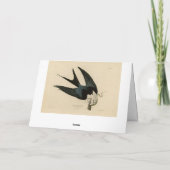 ZwemstaartHawk - Amerikaanse vogels van Audubon Kaart (Achterkant)