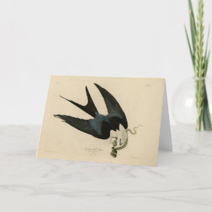 ZwemstaartHawk - Amerikaanse vogels van Audubon Kaart