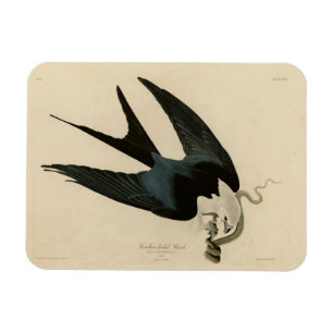 ZwemstaartHawk - Amerikaanse vogels van Audubon Magneet