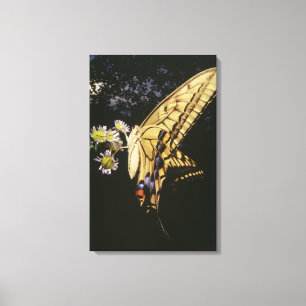 Zwemstaartje Butterfly op bloem, dichtbij Canvas Afdruk