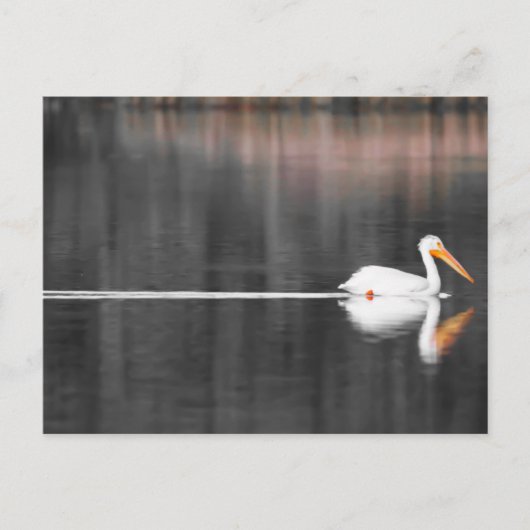 zwemster briefkaart (Voorkant)