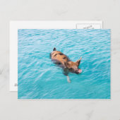Zwemvarkens van Exuma Briefkaart (Voorkant / Achterkant)