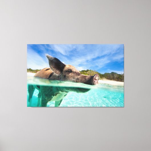 Zwemvarkens van Exuma Canvas Afdruk (Voorkant)