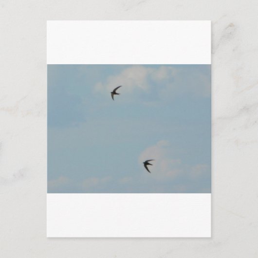 Zwemvogels Briefkaart (Voorkant)