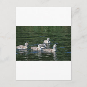 Zwemvrienden Briefkaart