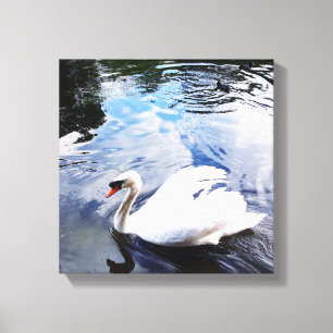 ZWEMZWAAN Uitgerekt Canvas Print