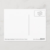 Zwerfhonden aan de voorzijde, groen, wit briefkaar briefkaart (Achterkant)