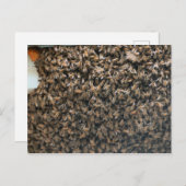 zwerm briefkaart (Voorkant / Achterkant)