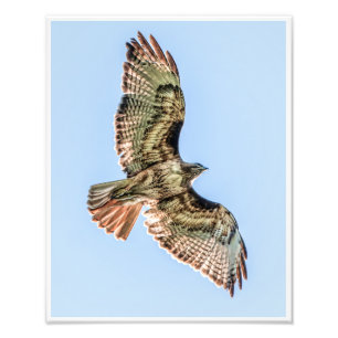 Zwevende Roodstaartbuizerd – Wilde Natuurprint Foto Afdruk