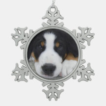 Zwitsers bergachtige hond van de Snowflake
