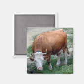 Zwitserse Alpen koe magneet (Voorkant / Achterkant)