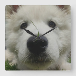 Zwitserse Herder Hond Muur Klok – Full Face Dog