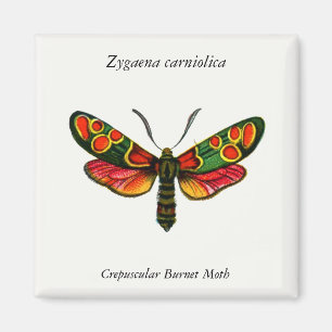 Zygaena carniolica - de Crepuscular Burnet Moth Magneet